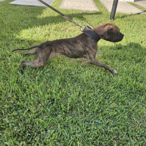 Ready Red’s Gervonta