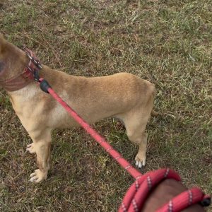 Ready Red’s Lil Hyena