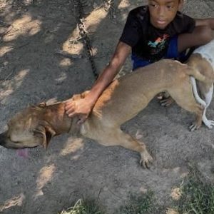 Ready Red’s Lil Scrappy