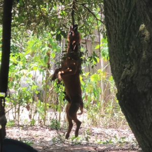 Ready Red (Premier)’s O’henry