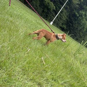 Ready Red’s Chief Commander